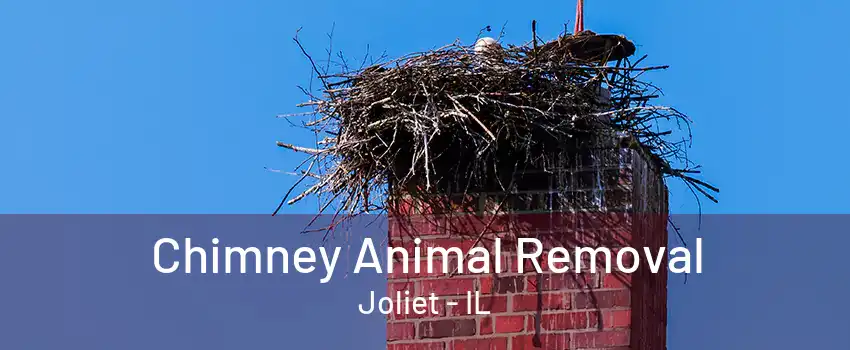 Chimney Animal Removal Joliet - IL