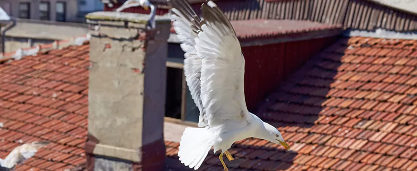 Residential Chimney Animal Removal Solution in Joliet, IL